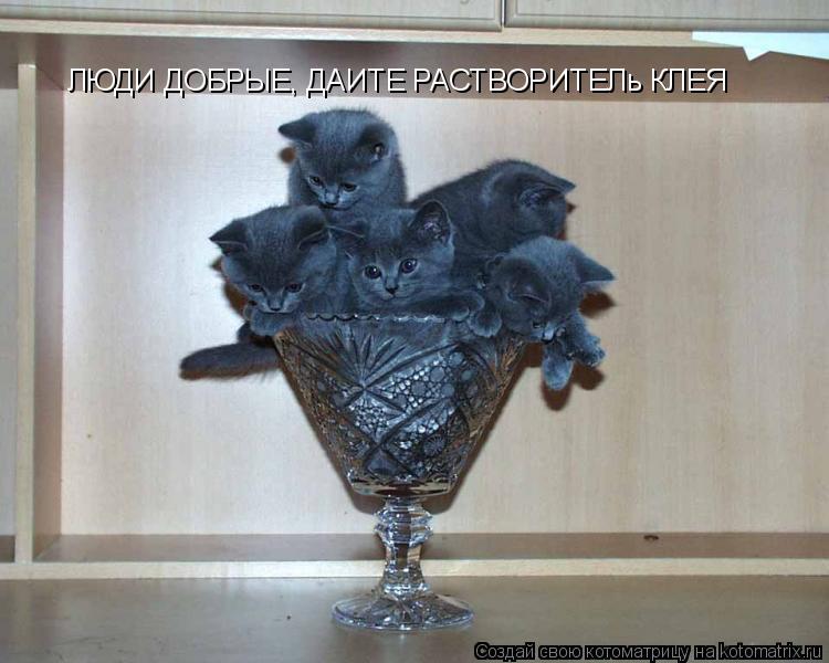 ЛЮДИ ДОБРЫЕ, ДАИТЕ РАСТВОРИТЕЛь КЛЕЯ... Котоматрица: ЛЮДИ ДОБРЫЕ, ДАИТЕ РАСТВОРИТЕЛь КЛЕЯ
