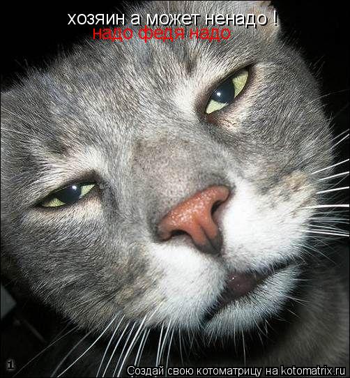 хозяин а может ненадо ! надо федя надо... Котоматрица: хозяин а может ненадо ! надо федя надо