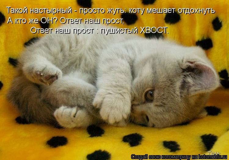 Такой настырный - просто жуть: коту мешает отдохнуть А кто же ОН? Ответ наш прост, Ответ наш прост : ... Котоматрица: Такой настырный - просто жуть: коту мешает отдохнуть А кто же ОН? Ответ наш прост, Ответ наш прост : пушистый ХВОСТ.