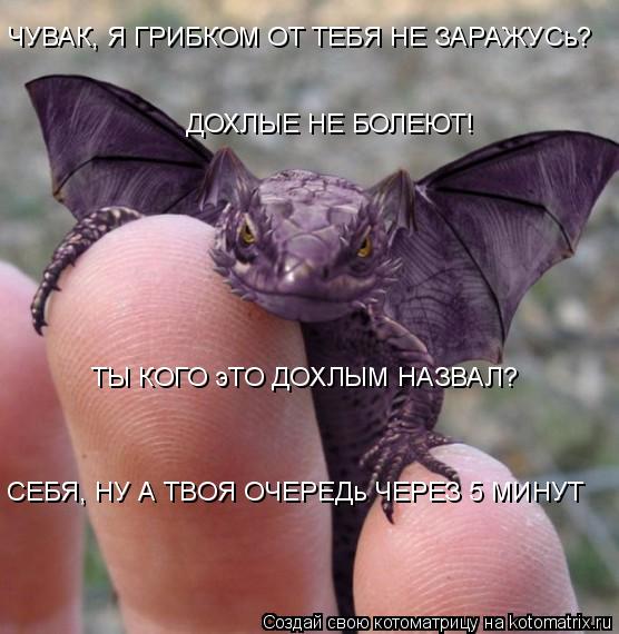 ЧУВАК, Я ГРИБКОМ ОТ ТЕБЯ НЕ ЗАРАЖУСь? ДОХЛЫЕ НЕ БОЛЕЮТ! ТЫ КОГО эТО ДОХЛЫМ НАЗВАЛ? СЕБЯ, НУ А ТВОЯ ОЧ... Котоматрица: ЧУВАК, Я ГРИБКОМ ОТ ТЕБЯ НЕ ЗАРАЖУСь? ДОХЛЫЕ НЕ БОЛЕЮТ! ТЫ КОГО эТО ДОХЛЫМ НАЗВАЛ? СЕБЯ, НУ А ТВОЯ ОЧЕРЕДь ЧЕРЕЗ 5 МИНУТ