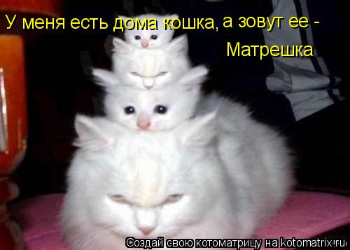У меня есть дома кошка, а зовут ее - Матрешка... Котоматрица: У меня есть дома кошка, а зовут ее - Матрешка