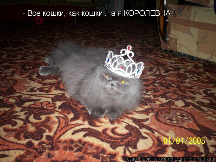 - Все кошки, как кошки ...а я КОРОЛЕВНА !... Котоматрица: - Все кошки, как кошки ...а я КОРОЛЕВНА !