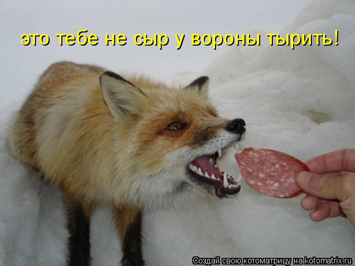 это тебе не сыр у вороны тырить!... Котоматрица: это тебе не сыр у вороны тырить!