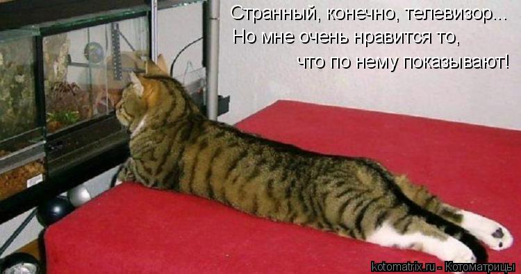 Странный, конечно, телевизор... Но мне очень нравится то, что по нему показывают!... Котоматрица: Странный, конечно, телевизор... Но мне очень нравится то, что по нему показывают!