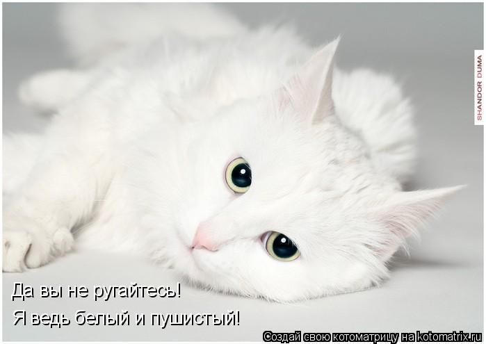 Да вы не ругайтесь! Я ведь белый и пушистый!... Котоматрица: Да вы не ругайтесь! Я ведь белый и пушистый!