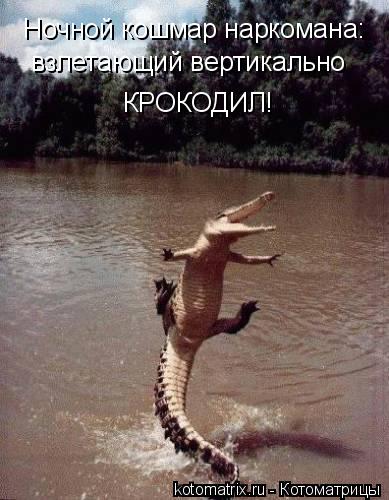 Ночной кошмар наркомана: взлетающий вертикально КРОКОДИЛ!... Котоматрица: Ночной кошмар наркомана: взлетающий вертикально КРОКОДИЛ!