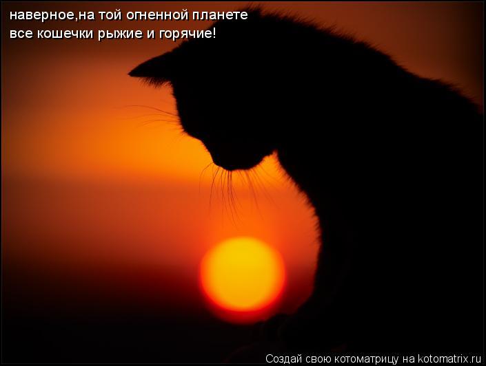 наверное,на той огненной планете все кошечки рыжие и горячие!... Котоматрица: наверное,на той огненной планете все кошечки рыжие и горячие!