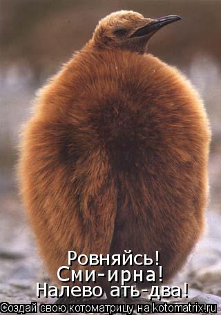 Ровняйсь! Сми-ирна! Налево ать-два!... Котоматрица: Ровняйсь! Сми-ирна! Налево ать-два!