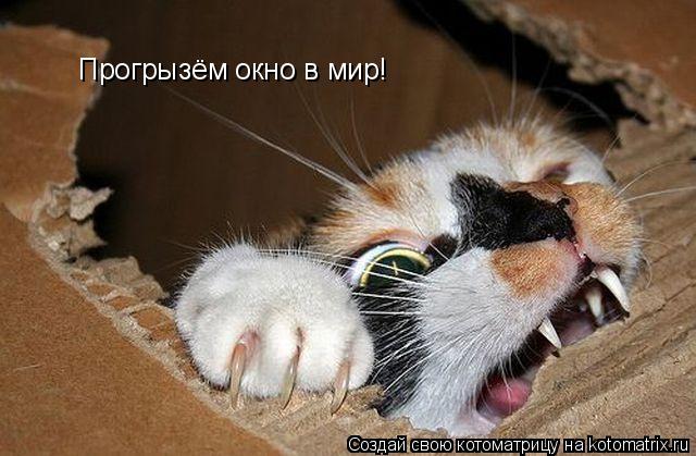 Прогрызём окно в мир!... Котоматрица: Прогрызём окно в мир!