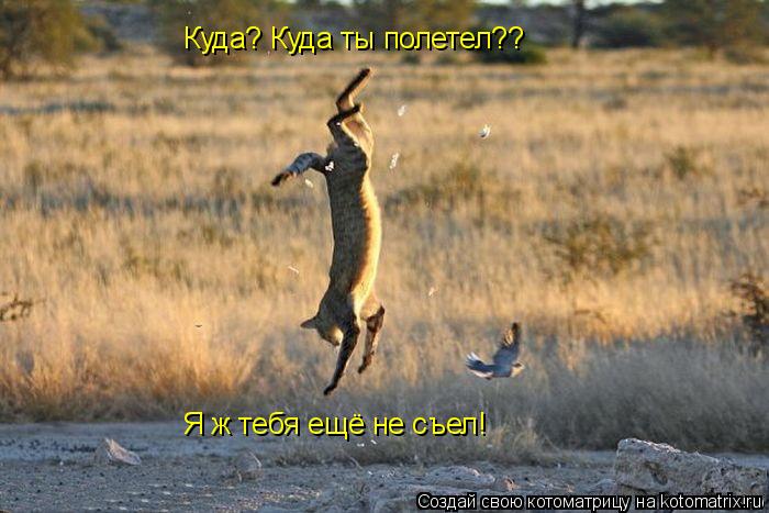 Куда? Куда ты полетел?? Я ж тебя ещё не съел!... Котоматрица: Куда? Куда ты полетел?? Я ж тебя ещё не съел!
