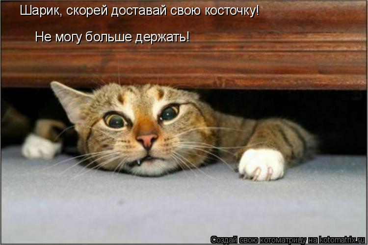 Не могу больше держать! Шарик, скорей доставай свою косточку!... Котоматрица: Не могу больше держать! Шарик, скорей доставай свою косточку!