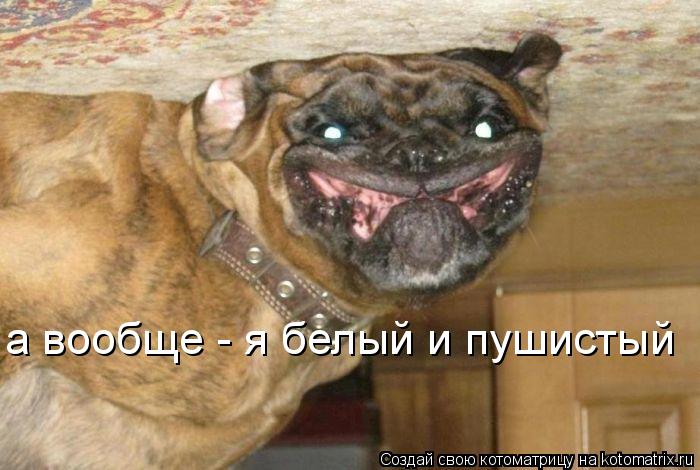 а вообще - я белый и пушистый... Котоматрица: а вообще - я белый и пушистый