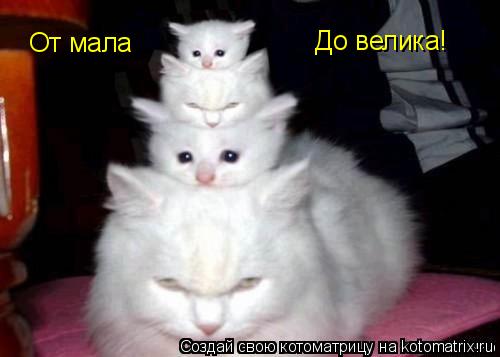 От мала До велика!... Котоматрица: От мала До велика!