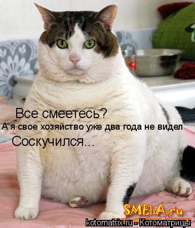 Все смеетесь? А я свое хозяйство уже два года не видел Соскучился...... Котоматрица: Все смеетесь? А я свое хозяйство уже два года не видел Соскучился...