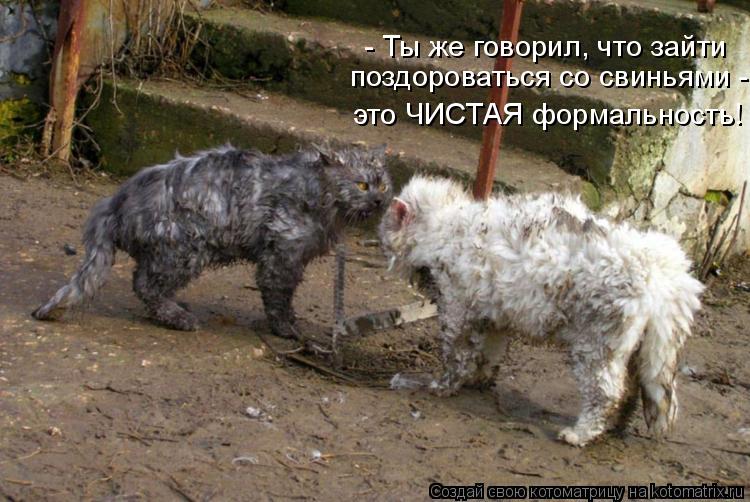 - Ты же говорил, что зайти поздороваться со свиньями - это ЧИСТАЯ формальность!... Котоматрица: - Ты же говорил, что зайти поздороваться со свиньями - это ЧИСТАЯ формальность!