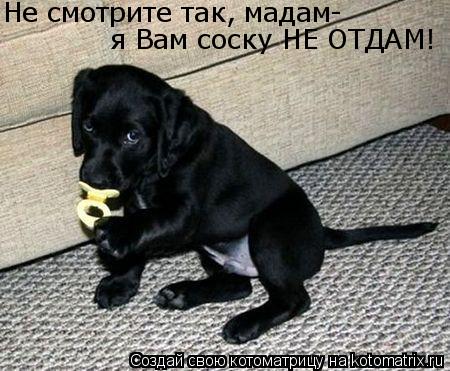 Не смотрите так, мадам- я Вам соску НЕ ОТДАМ!... Котоматрица: Не смотрите так, мадам- я Вам соску НЕ ОТДАМ!