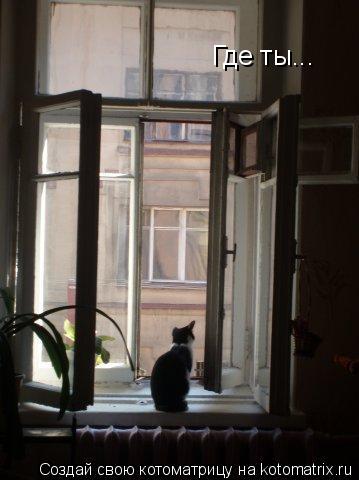 Где ты...... Котоматрица: Где ты...