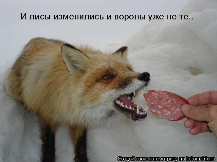 И лисы изменились и вороны уже не те..... Котоматрица: И лисы изменились и вороны уже не те..