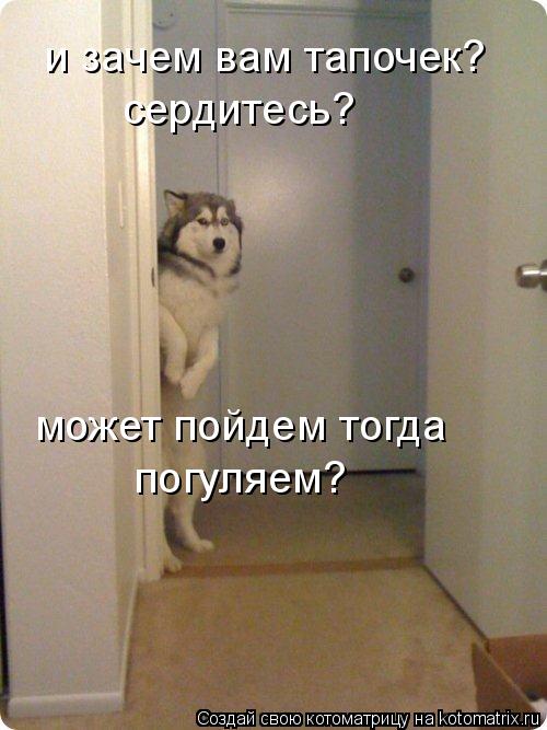 и зачем вам тапочек? сердитесь? может пойдем тогда погуляем?... Котоматрица: и зачем вам тапочек? сердитесь? может пойдем тогда погуляем?