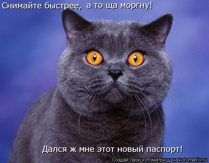 Снимайте быстрее, а то ща моргну! Дался ж мне этот новый паспорт!... Котоматрица: Снимайте быстрее, а то ща моргну! Дался ж мне этот новый паспорт!