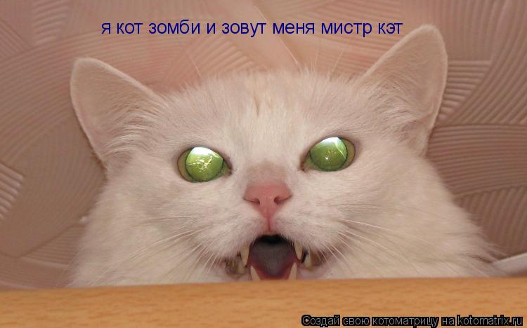 я кот зомби и зовут меня мистр кэт... Котоматрица: я кот зомби и зовут меня мистр кэт