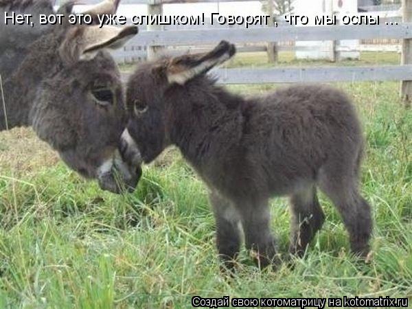 Нет, вот это уже слишком! Говорят , что мы ослы ...... Котоматрица: Нет, вот это уже слишком! Говорят , что мы ослы ...
