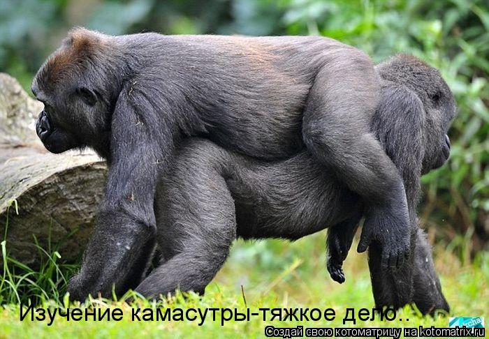 Изучение камасутры-тяжкое дело..... Котоматрица: Изучение камасутры-тяжкое дело..