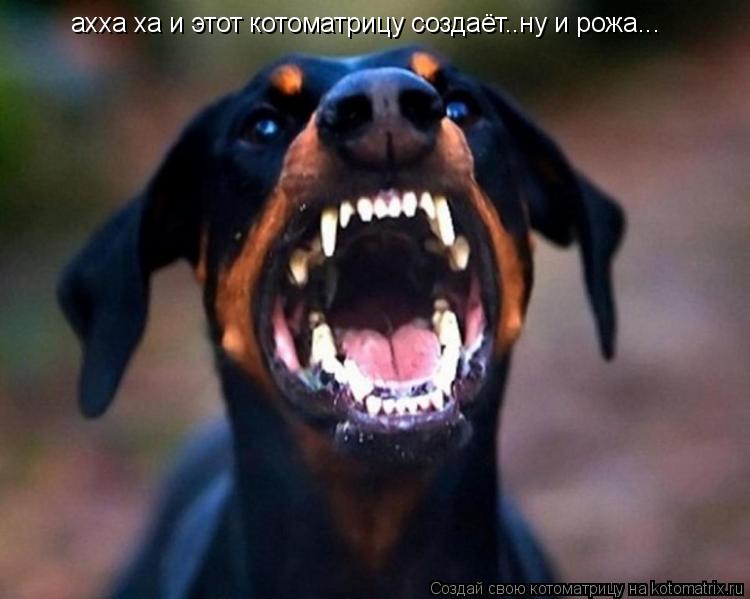 ахха ха и этот котоматрицу создаёт..ну и рожа...... Котоматрица: ахха ха и этот котоматрицу создаёт..ну и рожа...