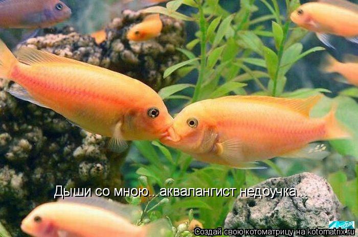 Дыши со мною...аквалангист недоучка... Дыши со мною...аквалангист недоучка...... Котоматрица: Дыши со мною...аквалангист недоучка... Дыши со мною...аквалангист недоучка...