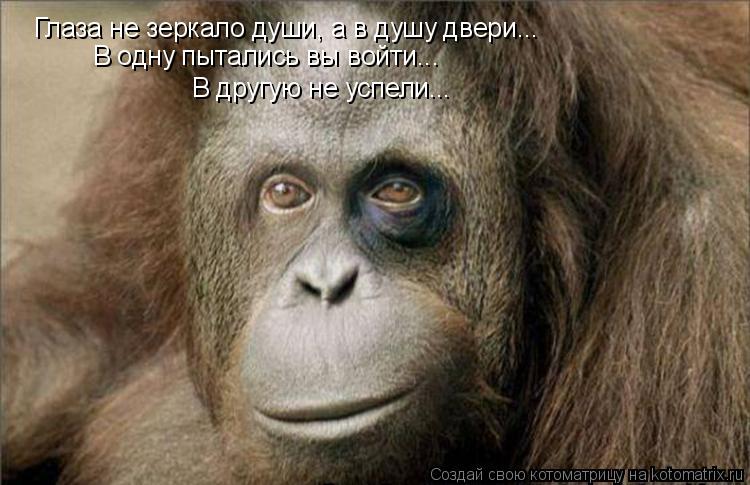 Глаза не зеркало души, а в душу двери... В одну пытались вы войти... В другую не успели...... Котоматрица: Глаза не зеркало души, а в душу двери... В одну пытались вы войти... В другую не успели...