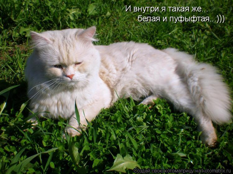 И внутри я такая же... белая и пуфыфтая...)))... Котоматрица: И внутри я такая же... белая и пуфыфтая...)))