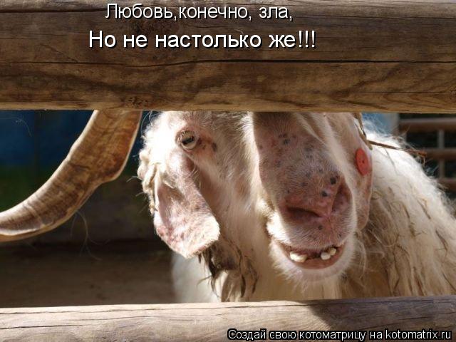 Любовь,конечно, зла, Но не настолько же!!!... Котоматрица: Любовь,конечно, зла, Но не настолько же!!!