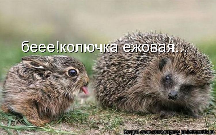беее!колючка ежовая...... Котоматрица: беее!колючка ежовая...
