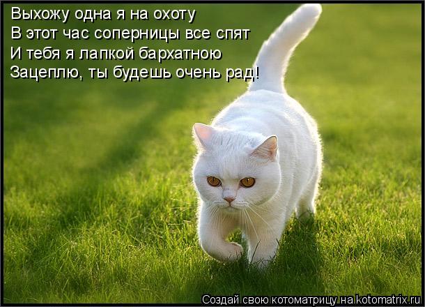 Выхожу одна я на охоту В этот час соперницы все спят И тебя я лапкой бархатною Зацеплю, ты будешь оче... Котоматрица: Выхожу одна я на охоту В этот час соперницы все спят И тебя я лапкой бархатною Зацеплю, ты будешь очень рад!