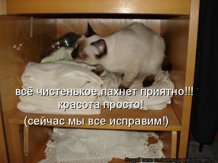 всё чистенькое,пахнет приятно!!! красота просто! (сейчас мы все исправим!)... Котоматрица: всё чистенькое,пахнет приятно!!! красота просто! (сейчас мы все исправим!)