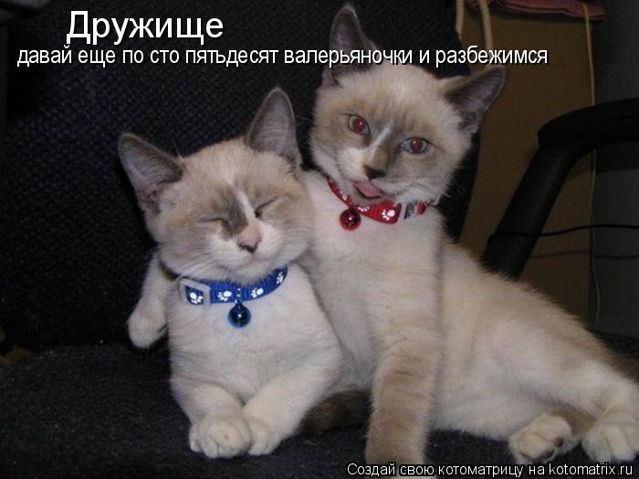 Дружище давай еще по сто пятьдесят валерьяночки и разбежимся... Котоматрица: Дружище давай еще по сто пятьдесят валерьяночки и разбежимся