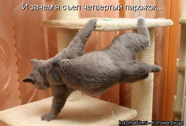 И зачем я съел четвертый пирожок...... Котоматрица: И зачем я съел четвертый пирожок...