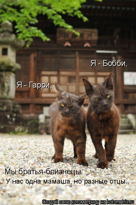 Я - Бобби, Я - Гарри, У нас одна мамаша, но разные отцы.. Мы братья-близнецы.... Котоматрица: Я - Бобби, Я - Гарри, У нас одна мамаша, но разные отцы.. Мы братья-близнецы.