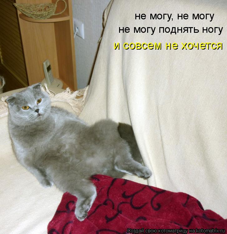 не могу, не могу не могу поднять ногу и совсем не хочется... Котоматрица: не могу, не могу не могу поднять ногу и совсем не хочется