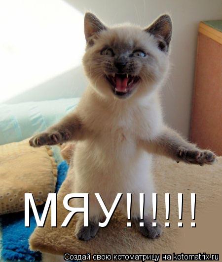 МЯУ!!!!!!... Котоматрица: МЯУ!!!!!!