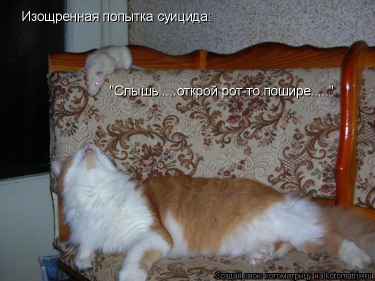 Изощренная попытка суицида: "Слышь.....открой рот-то пошире....."... Котоматрица: Изощренная попытка суицида: "Слышь.....открой рот-то пошире....."