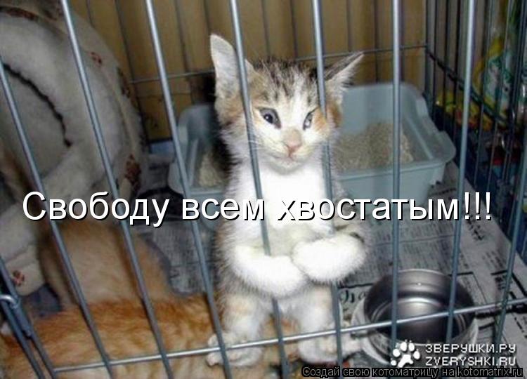 Свободу всем хвостатым!!!... Котоматрица: Свободу всем хвостатым!!!