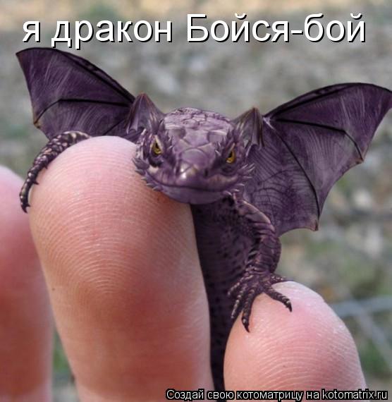 я дракон Бойся-бой... Котоматрица: я дракон Бойся-бой