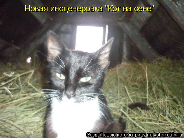 Новая инсценеровка "Кот на сене"... Котоматрица: Новая инсценеровка "Кот на сене"