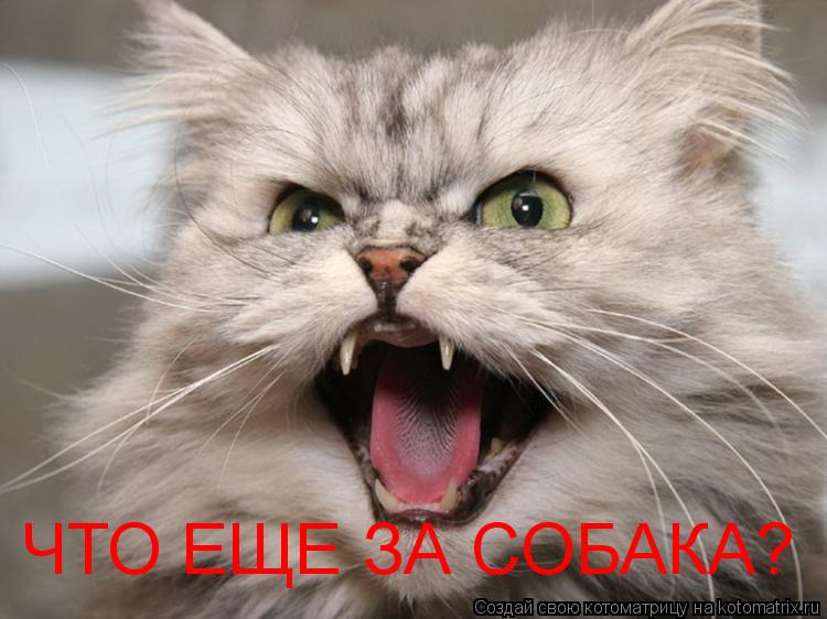 ЧТО ЕЩЕ ЗА СОБАКА?... Котоматрица: ЧТО ЕЩЕ ЗА СОБАКА?