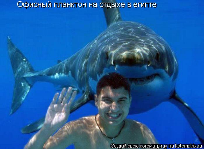 Офисный планктон на отдыхе в египте... Котоматрица: Офисный планктон на отдыхе в египте