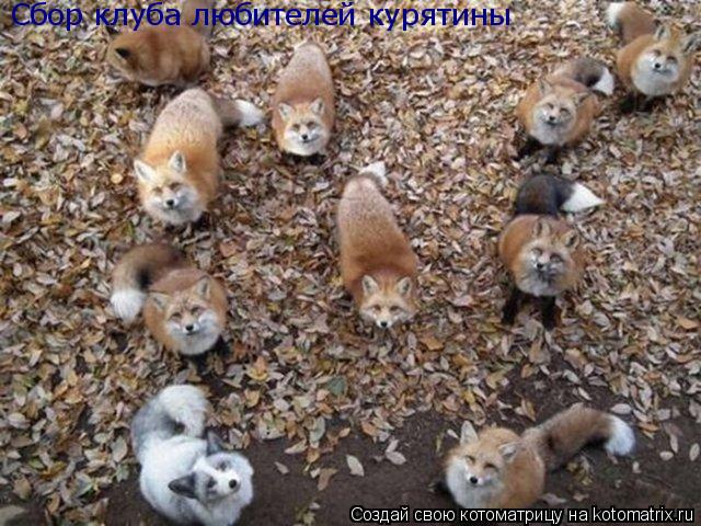 Сбор клуба любителей курятины... Котоматрица: Сбор клуба любителей курятины