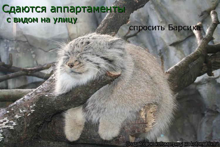 с видом на улицу Сдаются аппартаменты спросить Барсика... Котоматрица: с видом на улицу Сдаются аппартаменты спросить Барсика