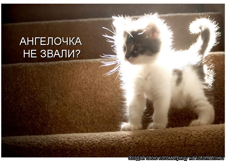 АНГЕЛОЧКА НЕ ЗВАЛИ?... Котоматрица: АНГЕЛОЧКА НЕ ЗВАЛИ?