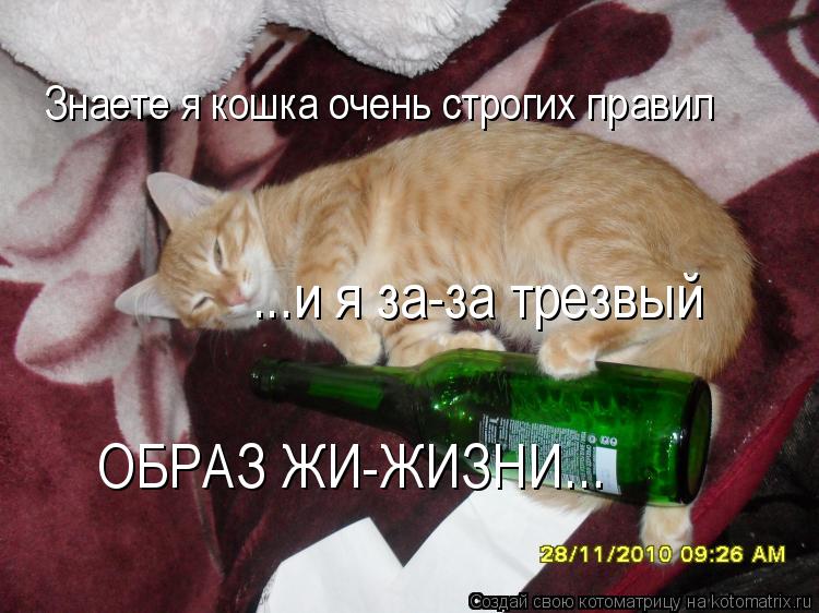 Знаете я кошка очень строгих правил ...и я за-за трезвый ОБРАЗ ЖИ-ЖИЗНИ...... Котоматрица: Знаете я кошка очень строгих правил ...и я за-за трезвый ОБРАЗ ЖИ-ЖИЗНИ...